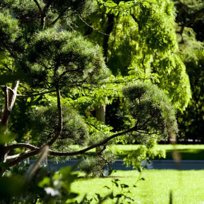 Jacquet SA - soin aux arbres - jardin privé