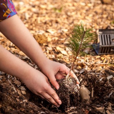 JACQUET SA - Parc forestier participatif Miyawaki - Quartier Belle-Terre - Thônex - 2022