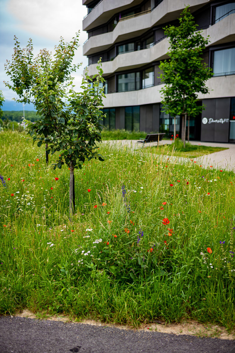 Jacquet SA - Ecoquartier Les Vergers - Meyrin