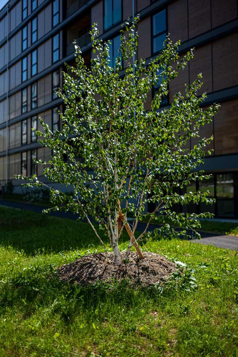 Jacquet SA - Ecoquartier Les Vergers - Meyrin