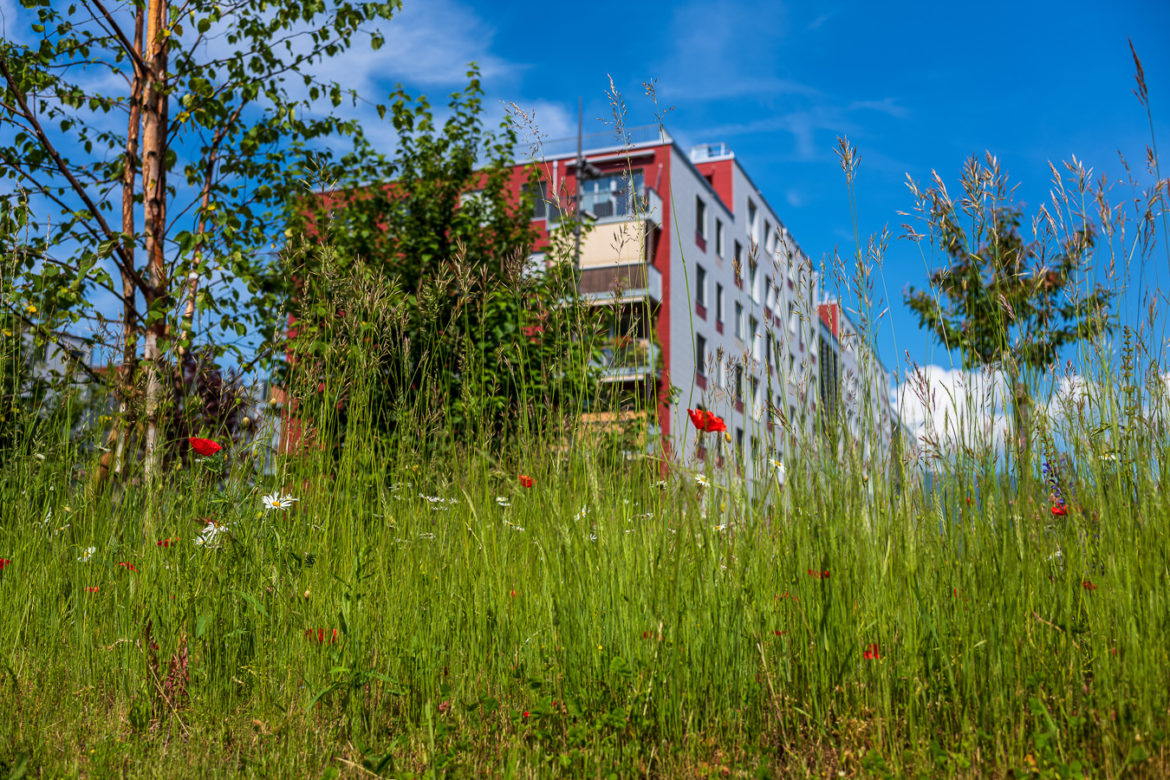 Jacquet SA - Ecoquartier Les Vergers - Meyrin