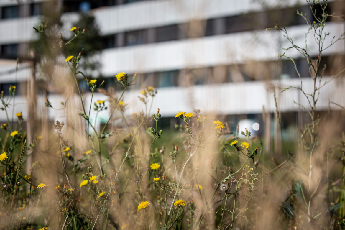 Jacquet SA - Ecoquartier Les Vergers - Meyrin