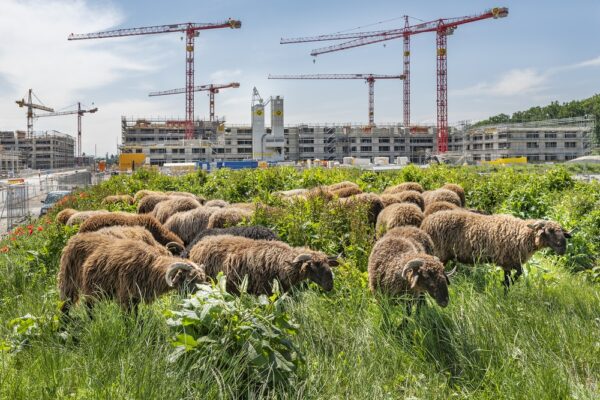 Jacquet SA - Pâturage