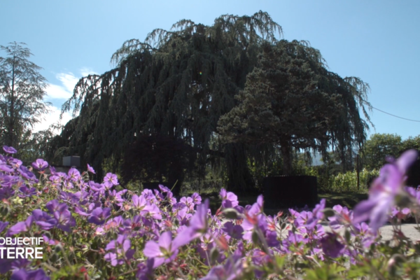 Jacquet SA - Objectif Terre Léman Bleu