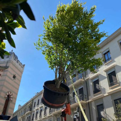 Un arbre à emporter ! Jacquet SA x Monsieur Bouillon