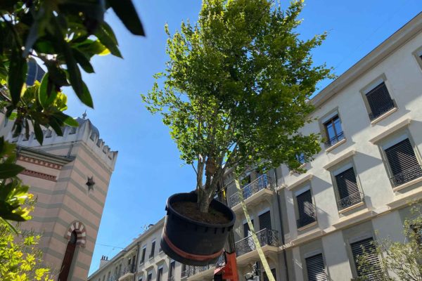 Un arbre à emporter ! Jacquet SA x Monsieur Bouillon