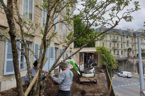 BD Helvetique - jardin privé - magnolia - 11 05 2021 03