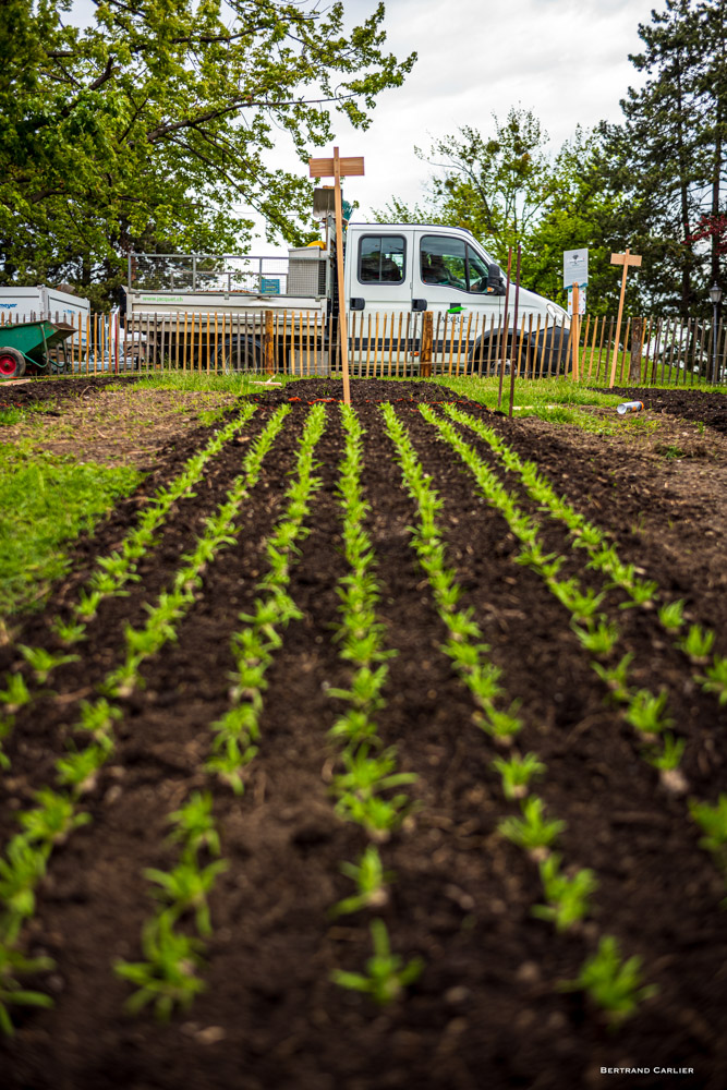 JACQUET SA - Légumes en ville - 2021