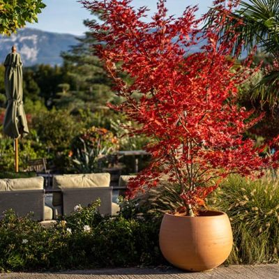 2021 - JACQUET SA - Journées des Plantes - Automne - La PEPINIERE