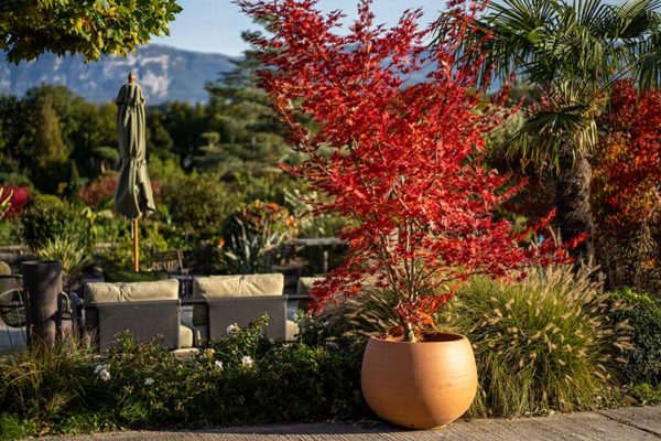 2021 - JACQUET SA - Journées des Plantes - Automne - La PEPINIERE