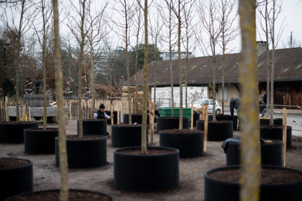 JACQUET SA - Pépinière urbaine - Parc des Franchises Charmilles - 2021