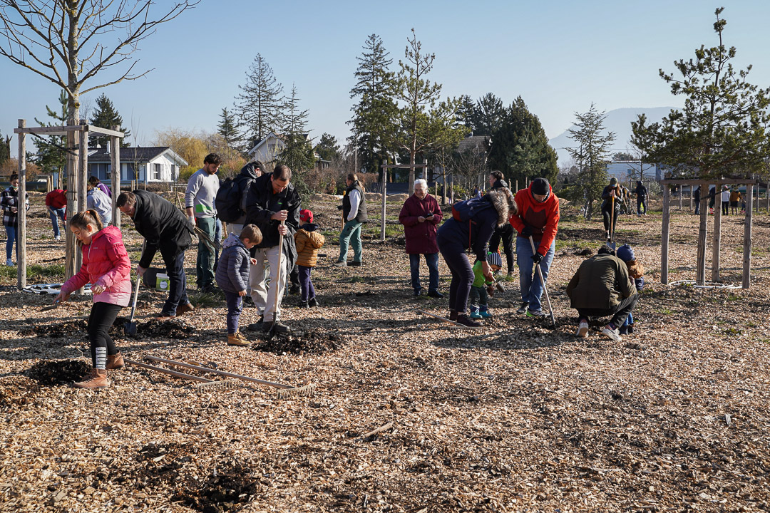 JACQUET SA - Parc forestier participatif Miyawaki - Quartier Belle-Terre - Thônex - 2022