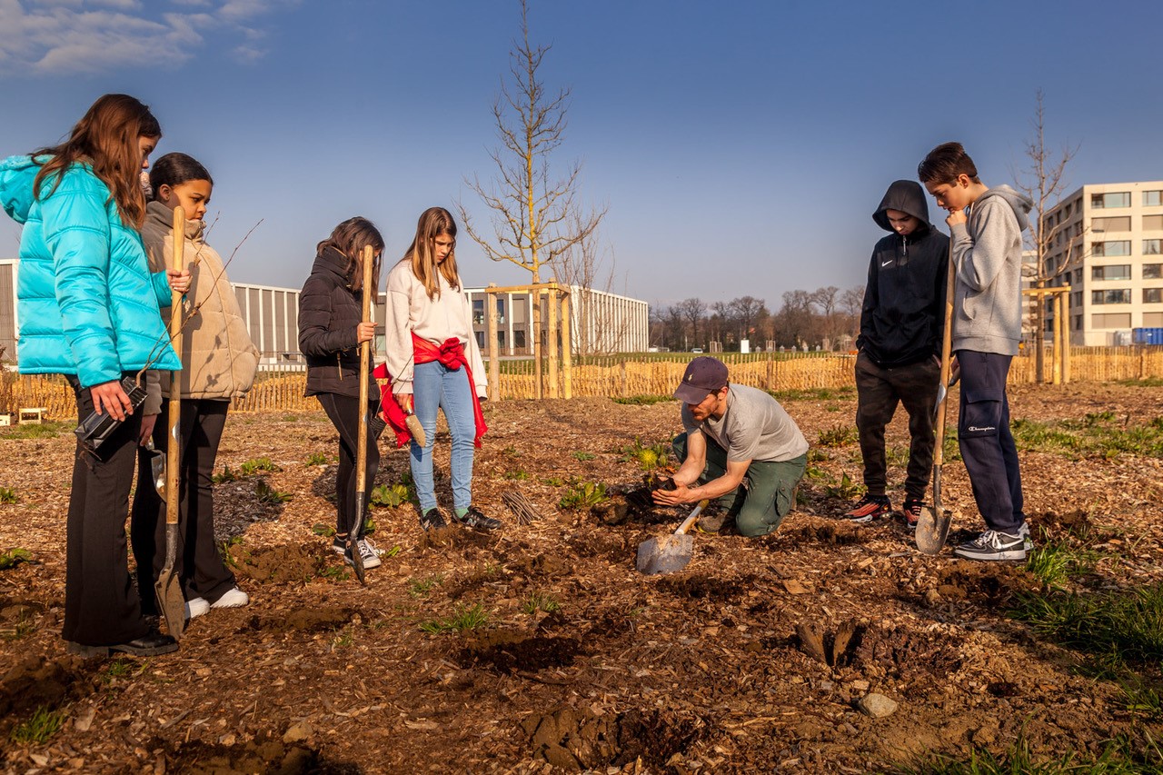 JACQUET SA - Parc forestier participatif Miyawaki - Quartier Belle-Terre - Thônex - 2022