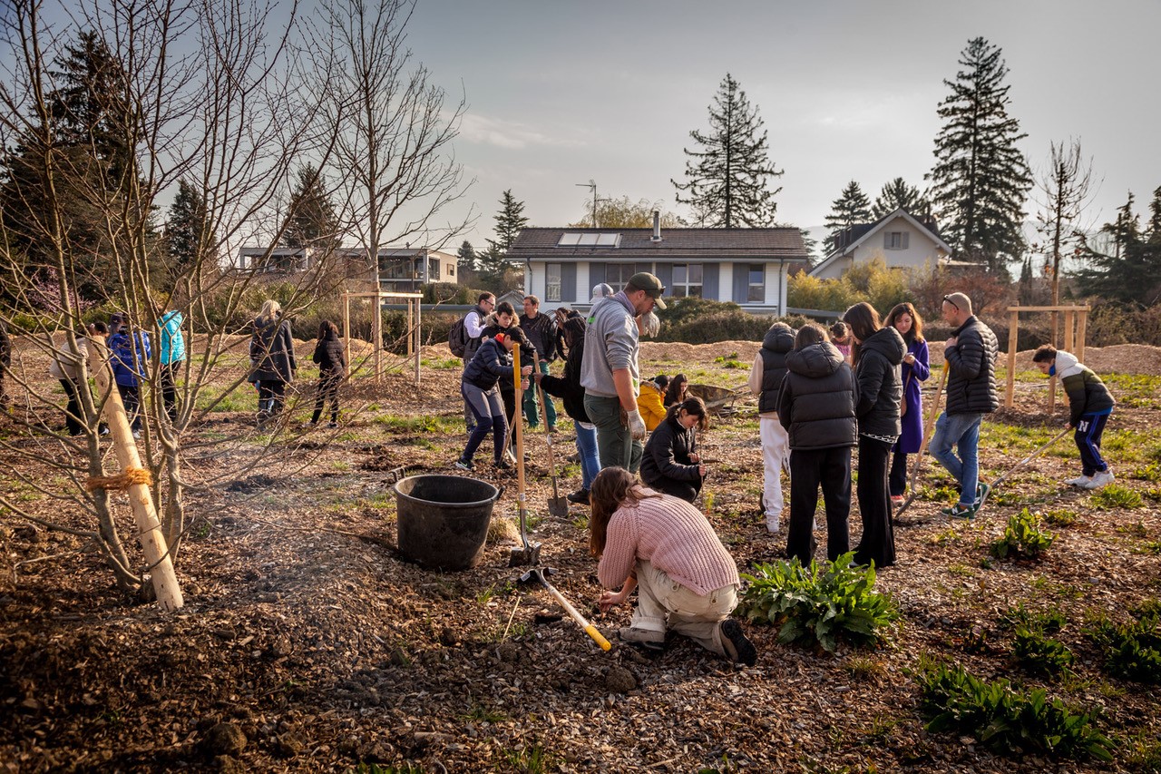 JACQUET SA - Parc forestier participatif Miyawaki - Quartier Belle-Terre - Thônex - 2022