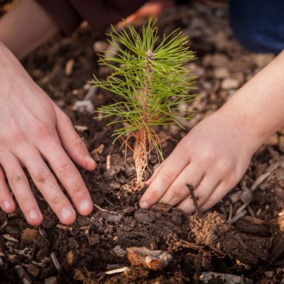 JACQUET SA - Parc forestier participatif Miyawaki - Quartier Belle-Terre - Thônex - 2022