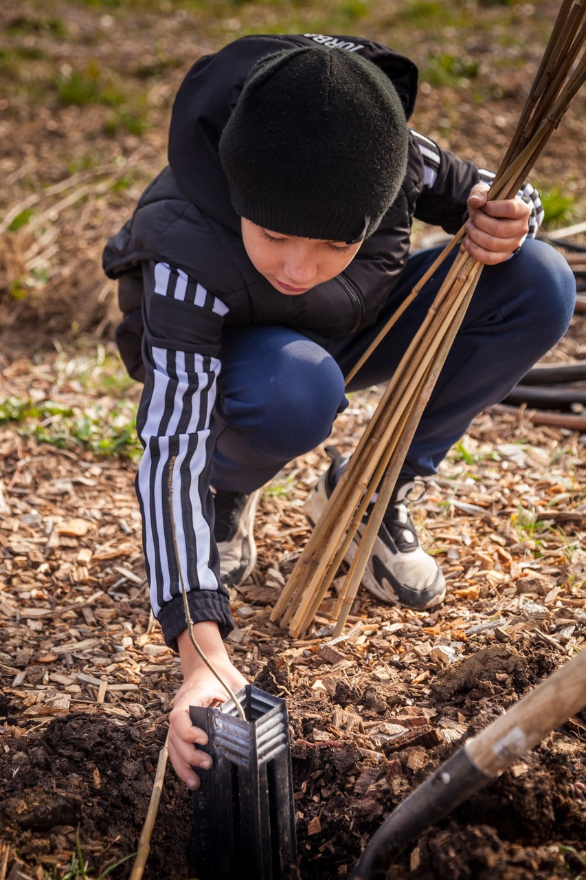 JACQUET SA - Parc forestier participatif Miyawaki - Quartier Belle-Terre - Thônex - 2022