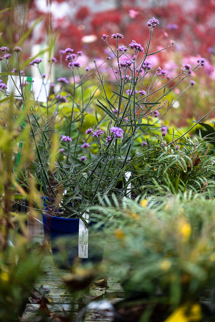 LA PEPINIERE Jacquet - Journées des Plantes - Printemps 2022