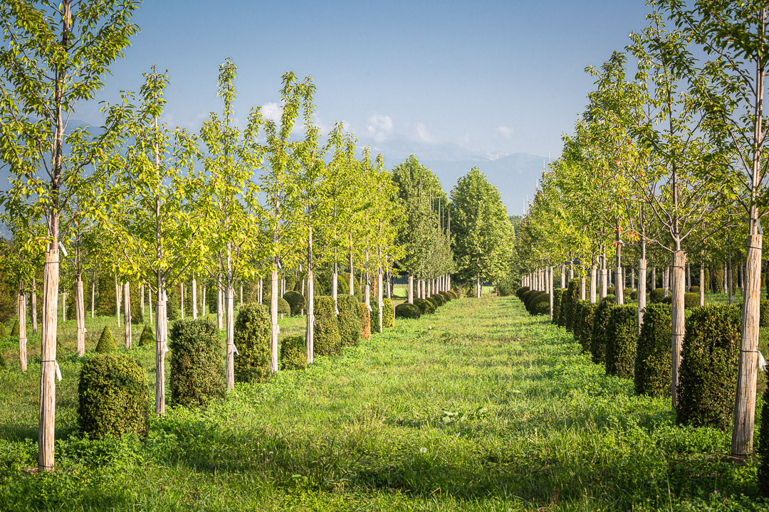 LA PEPINIERE Jacquet - Journées des Plantes - Printemps 2022