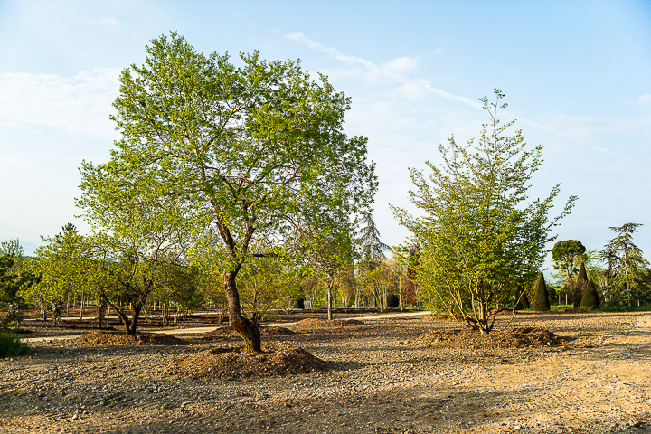 LA PEPINIERE Jacquet - Journées des Plantes - Printemps 2022