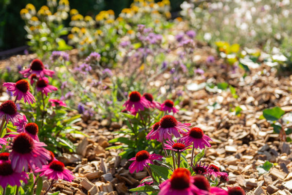 Jacquet - Jiva Hill Stables - Crozet 2022 - Copyright Mathilde Fery