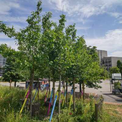 2023 - Jacquet SA - Pépinière urbaine - Contrats de Culture - Parc André-Chavanne