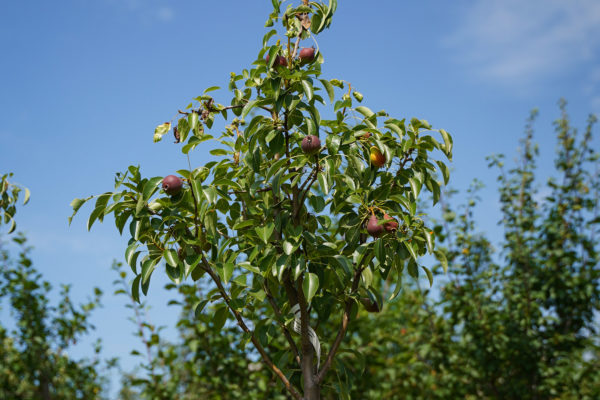 2023 - Jacquet SA - Pépinière urbaine - Contrats de Culture - Parc André-Chavanne