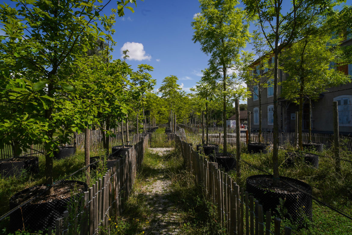 Jacquet SA - Parc des Franchises Pepiniere Urbaine