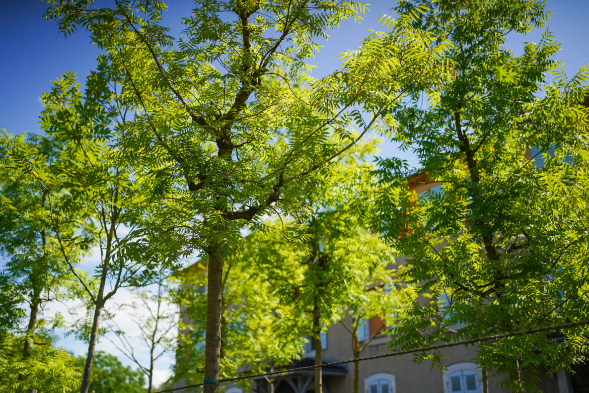 Jacquet SA - Pépinière Urbaine - Parc des Franchises 