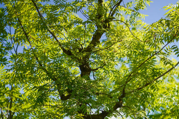 Jacquet SA - Parc des Franchises Pepiniere Urbaine
