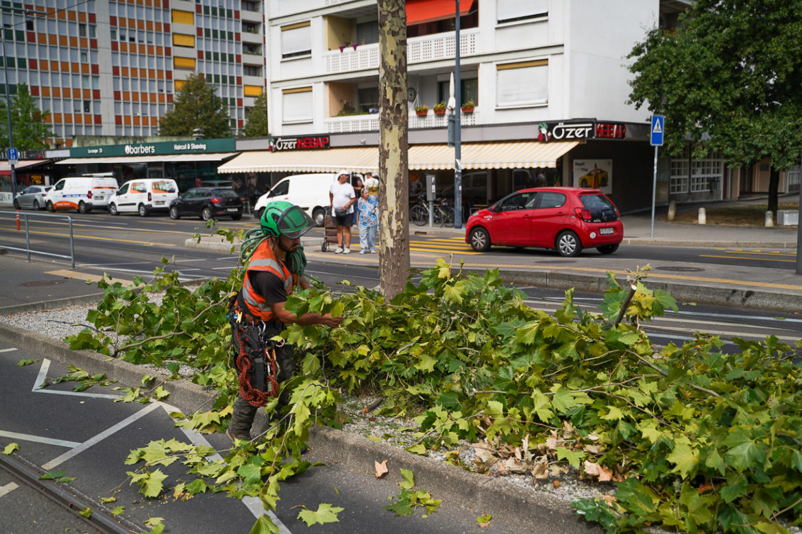 2023 - Jacquet SA - Rte Chancy Elagage Platanes