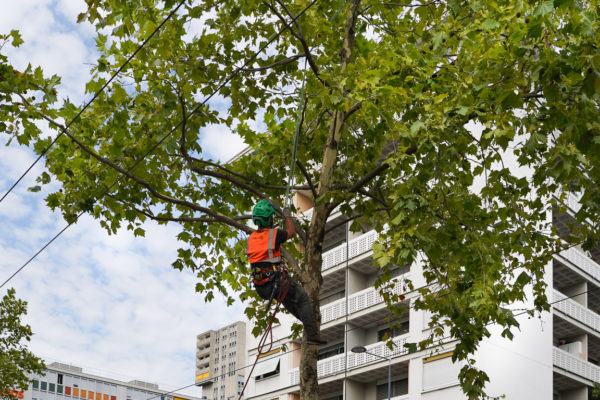 2023 - Jacquet SA - Rte Chancy Elagage Platanes