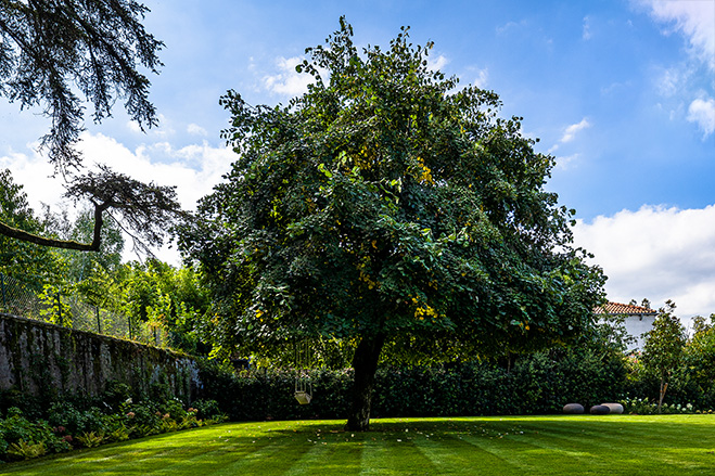 2023 - Jacquet SA - Soins aux arbres & Travaux forestiers