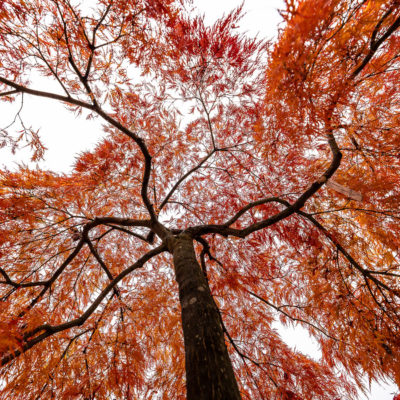 2022 - Jaquet SA - Pépinière en automne