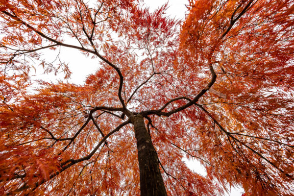 2022 - Jaquet SA - Pépinière en automne