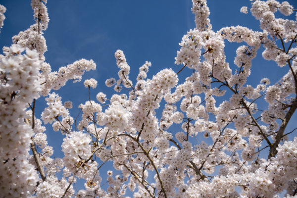 2024 - Jacquet SA - PEPINIERE FLORAISON