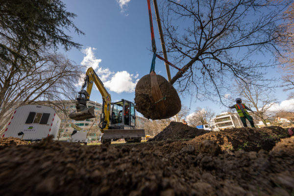 2025 - Jacquet SA - Transplantation Chemin de la Gradelle