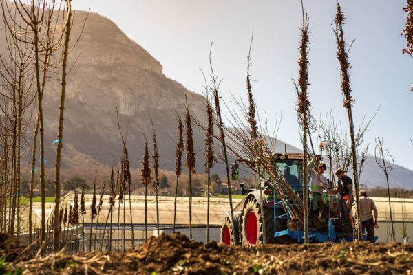 2025 - Jacquet SA - La Pépinière Jacquet - Plantations Parcelle de Veyrier