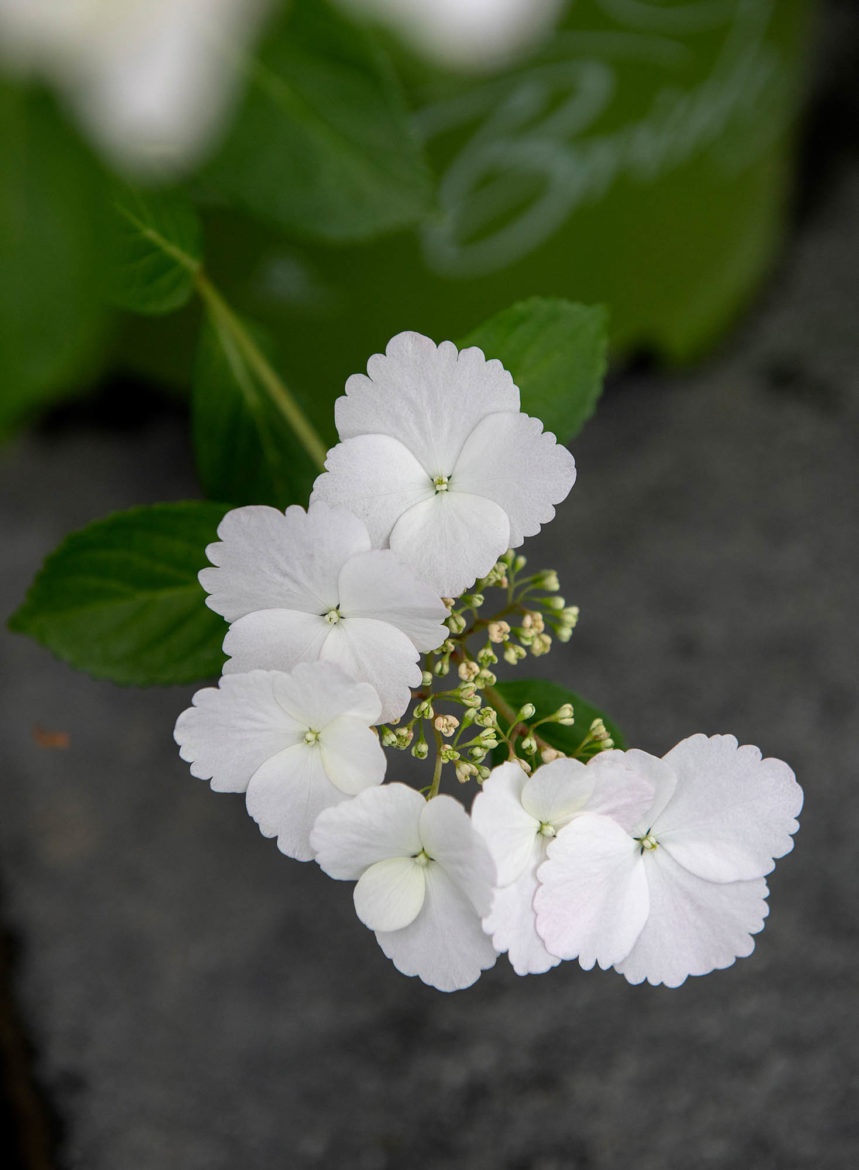 2025 - Jacquet SA - La Pépinière Jacquet - Hydrangea Runaway Bride