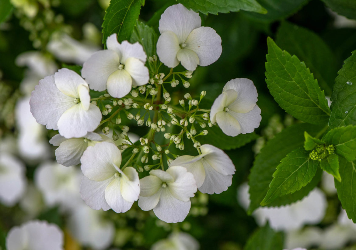 2025 - Jacquet SA - La Pépinière Jacquet - Hydrangea Runaway Bride