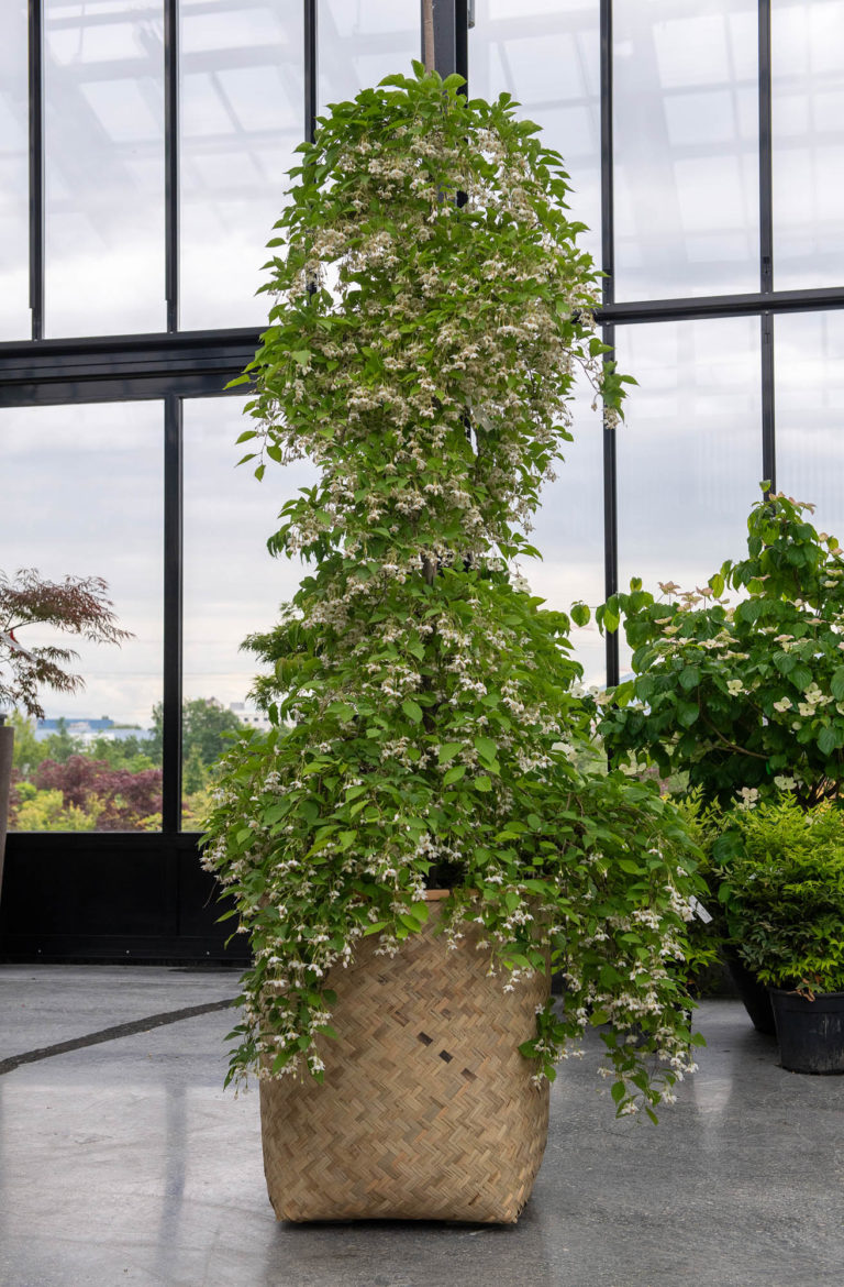 2025 - Jacquet SA - La Pépinière Jacquet - Styrax japonica Fragrant Fountain
