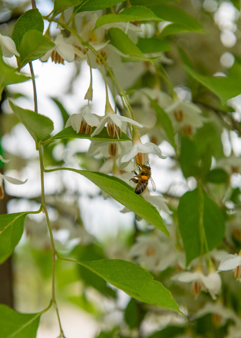 2025 - Jacquet SA - La Pépinière Jacquet - Styrax japonica Fragrant Fountain