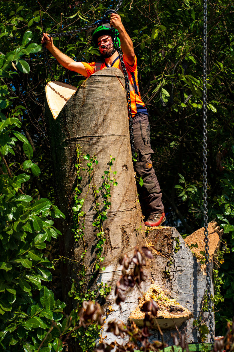 2025 - Jacquet SA - Travaux Forestiers & Soins aux Arbres Genève