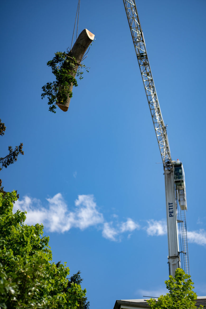 2025 - Jacquet SA - Travaux Forestiers & Soins aux Arbres Genève