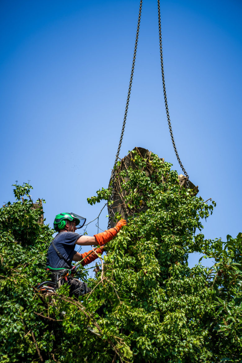 2025 - Jacquet SA - Travaux Forestiers & Soins aux Arbres Genève