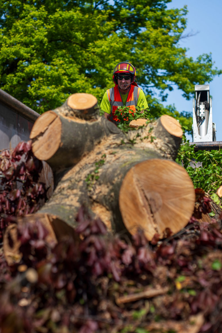 2025 - Jacquet SA - Travaux Forestiers & Soins aux Arbres Genève