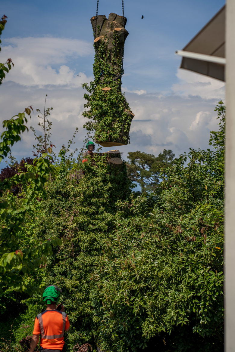 2025 - Jacquet SA - Travaux Forestiers & Soins aux Arbres Genève