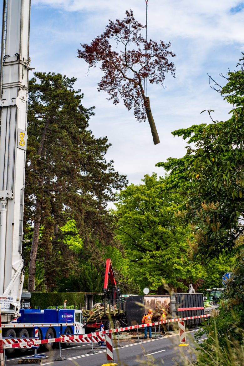 2025 - Jacquet SA - Travaux Forestiers & Soins aux Arbres Genève
