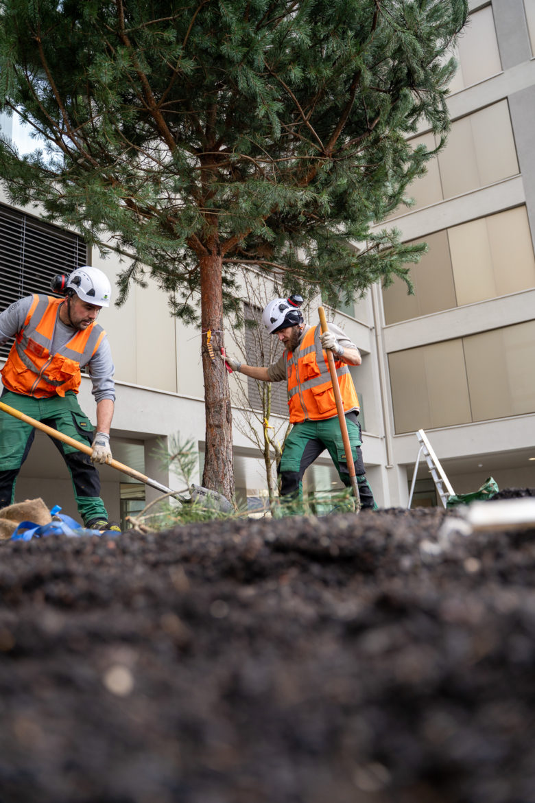 Plantations grutage Concorde - Decembre 2025-16