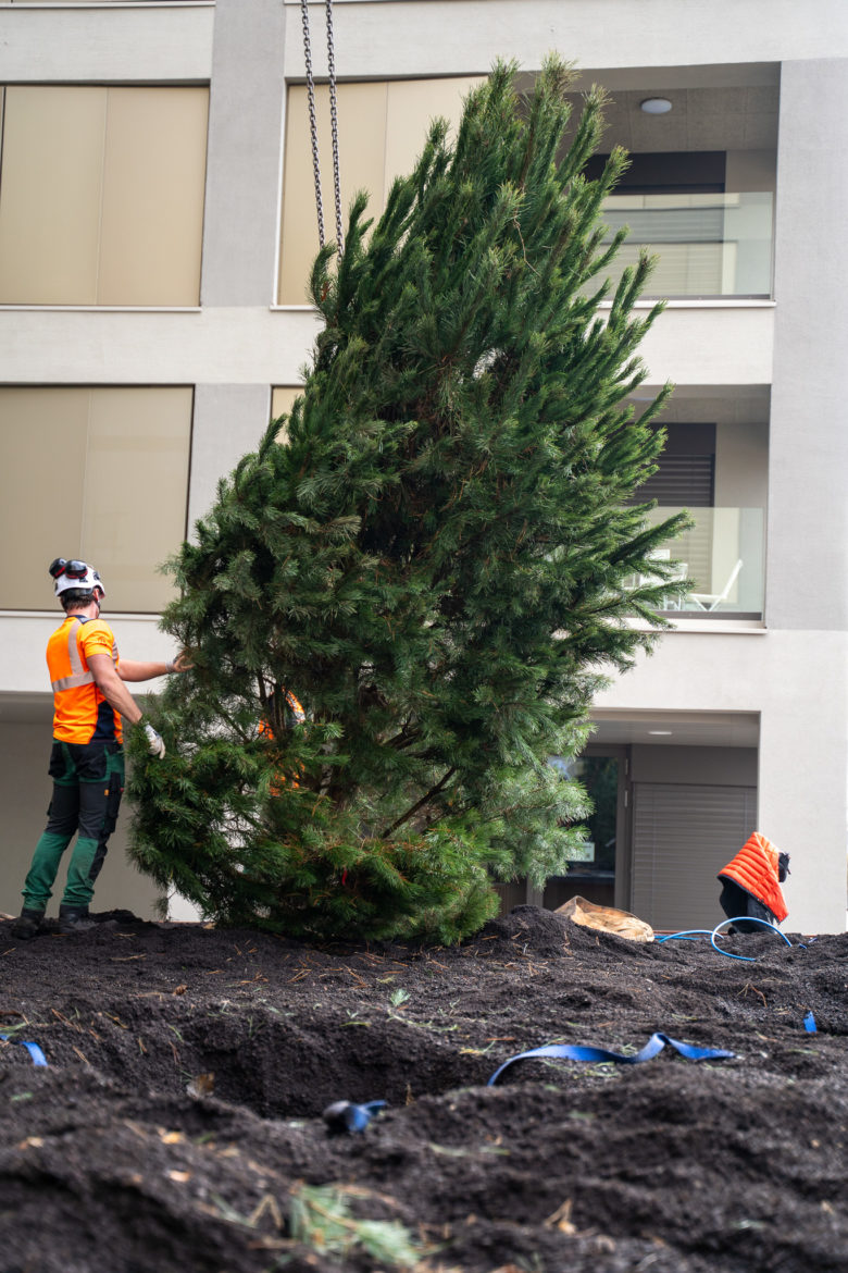 Plantations grutage Concorde - Decembre 2025-16
