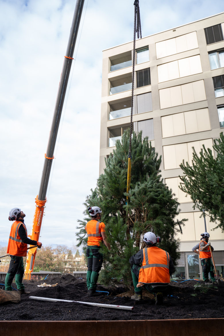 Plantations grutage Concorde - Decembre 2025-16